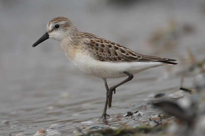 Fil:Calidris-pusilla-001.jpg