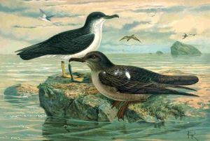 P puffinus griseus.jpg