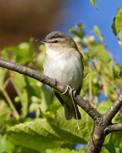 Fil:Vireo olivaceus -Madison -Wisconsin -USA-8.jpg