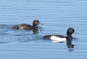 Aythya fuligula pair.jpg