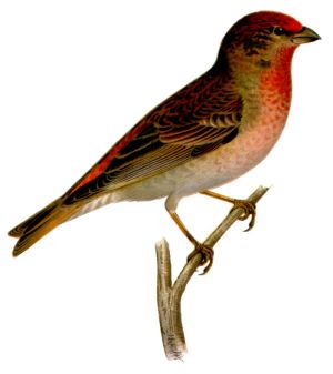 Carpodacus erythrinus.jpg