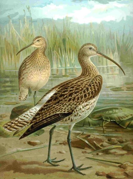 Fil:Curlew06.jpg