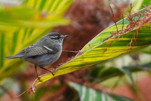 Phylloscopus inornatus (Yellow-browed Warbler).jpg