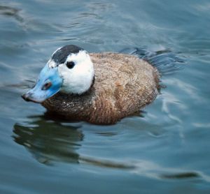 Whiteheadduck.jpg