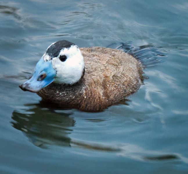 Fil:Whiteheadduck.jpg