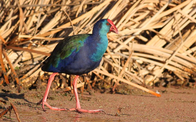 Fil:African Purple Swamphen.jpg