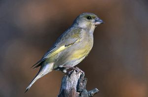 Carduelis chloris 2 (Marek Szczepanek).jpg