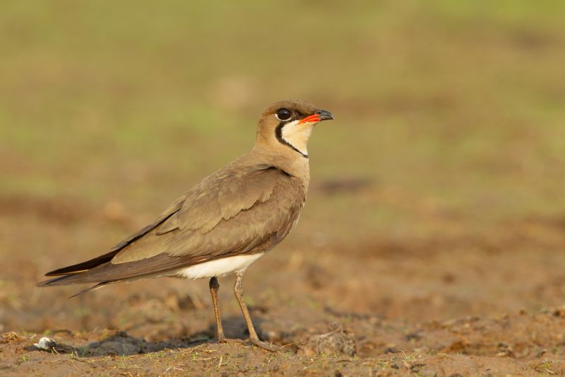 Fil:Glareola maldivarum - Beung Borapet.jpg