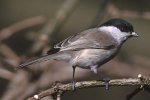 Parus atricapillus 2 (Marek Szczepanek).jpg