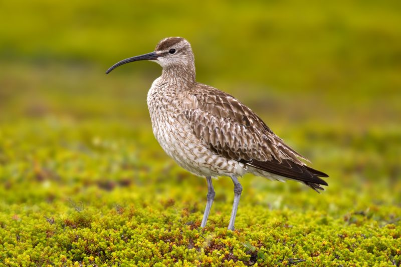 Fil:Whimbrel Numenius phaeopus.jpg
