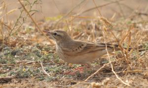Anthus campestris-3.jpg