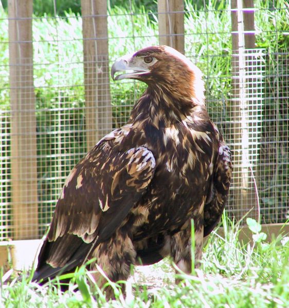 Fil:Aquila adalberti.jpg