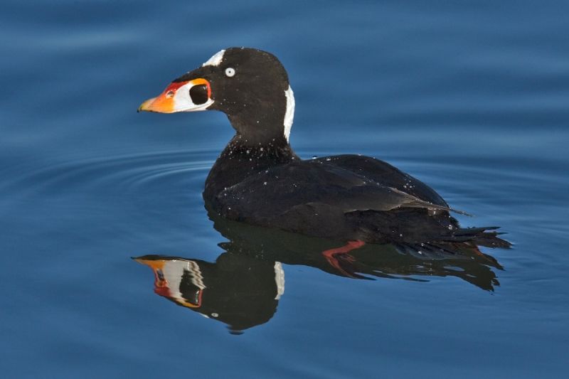 Fil:Melanitta perspicillata.jpg
