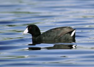 American coot - June 2013.jpg