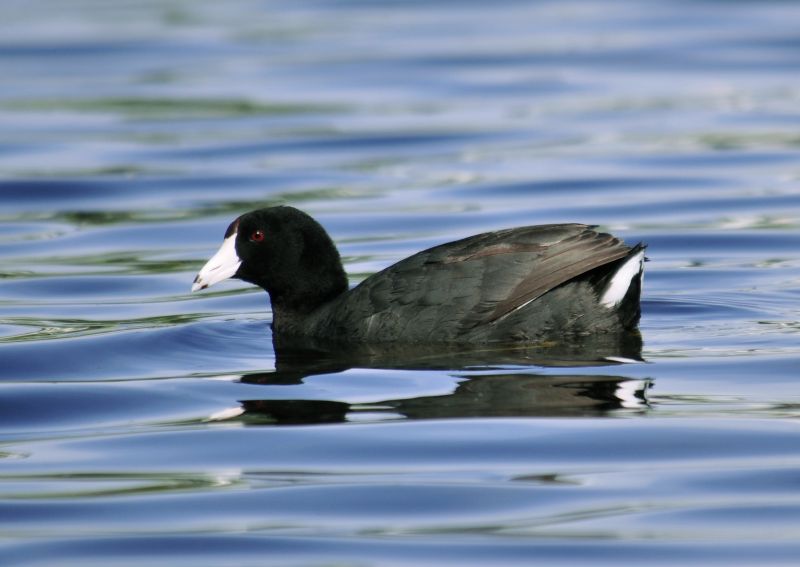 Fil:American coot - June 2013.jpg