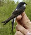 Miniatyrbilde av versjonen fra 6. sep. 2024 kl. 19:19
