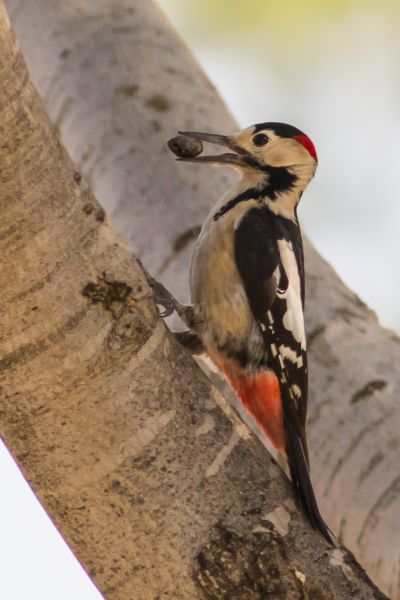 Fil:Dendrocopos syriacus.jpg