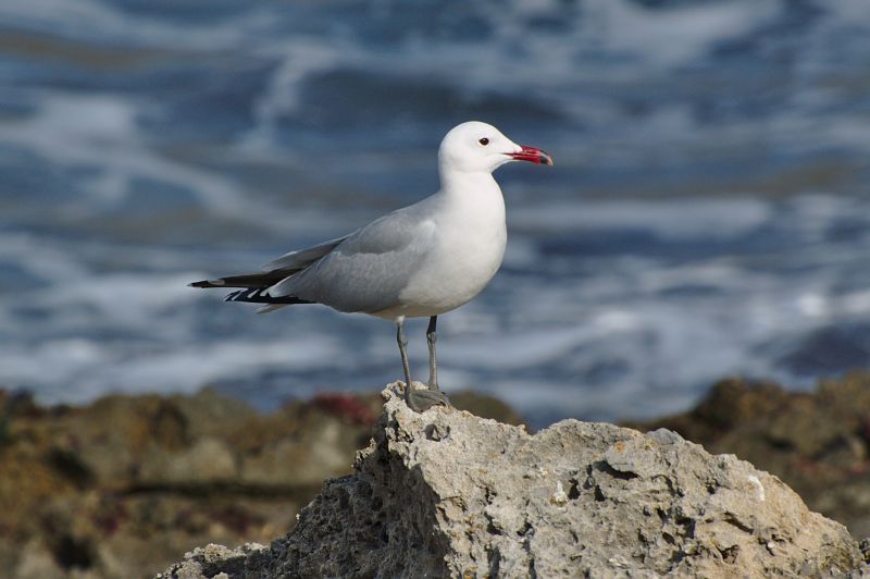 Fil:Ichthyaetus audouinii.jpg