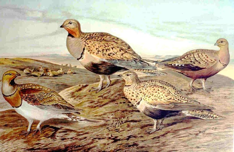 Fil:Pterocles sp.jpg
