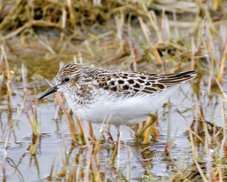 Fil:Least Sandpiper.jpg