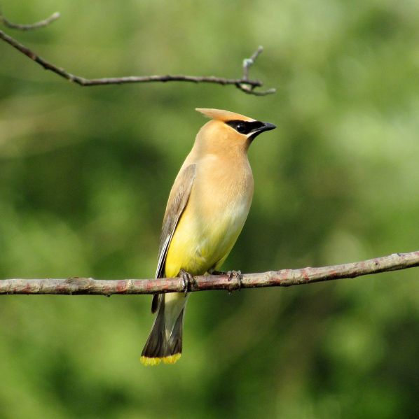 Fil:Cedar Waxwing August 14 2012 Newfoundland PA.jpg