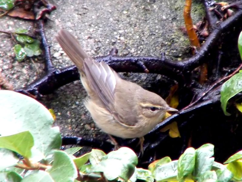 Fil:Dusky Warbler.jpg