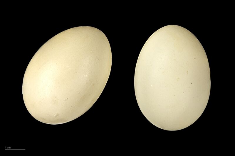 Fil:Marmaronetta angustirostris MHNT.ZOO.2010.11.18.5.jpg