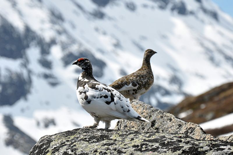 Fil:Rock Ptarmigan (Lagopus Muta).jpg