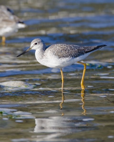 Fil:Greater Yellowlegs2.jpg