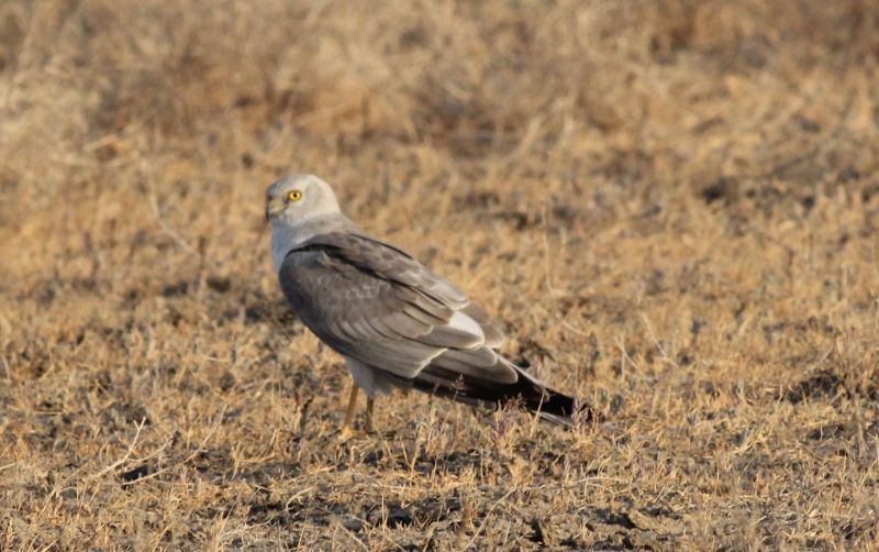 Fil:Circus macrourus roosting in little rann of kutch.jpeg