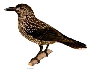 Nucifraga caryocatactes.jpg