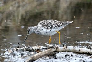 Tringa melanoleuca1.jpg