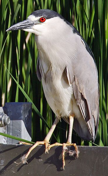 Fil:Nycticorax-nycticorax-004.jpg