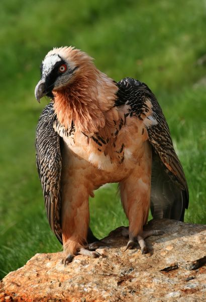 Fil:Bartgeier Gypaetus barbatus front Richard Bartz.jpg