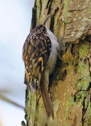 Certhia familiaris -climbing tree-8 (cropped version).jpg