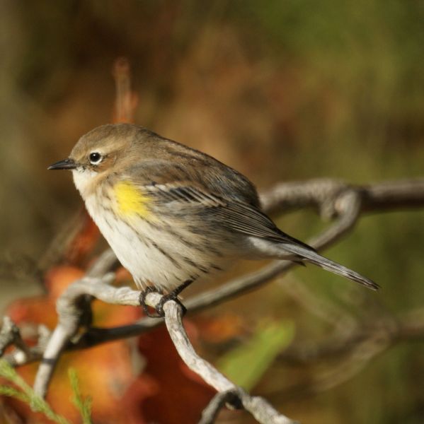 Fil:Myrtle Warbler (5129292983).jpg
