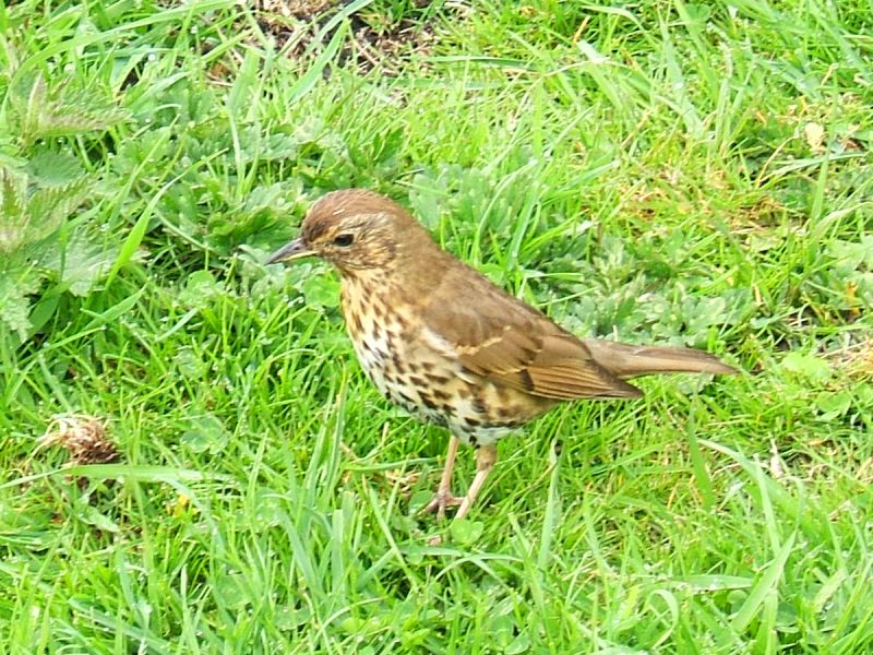 Fil:Turdus philomelos0.jpg