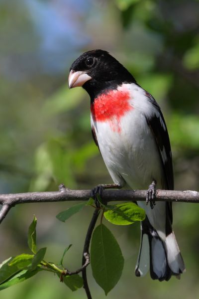 Fil:Pheucticus ludovicianus CT3.jpg