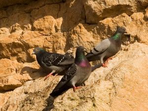 Rock pigeons on cliffs.jpg