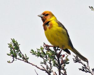 Emberiza bruniceps -Tanbaly, Kazakhstan-8.jpg