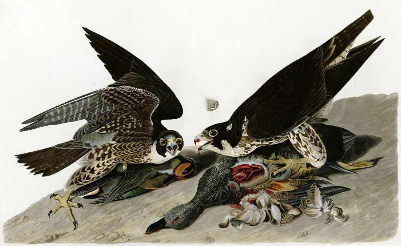 Fil:Audubon-peregrinus.jpg