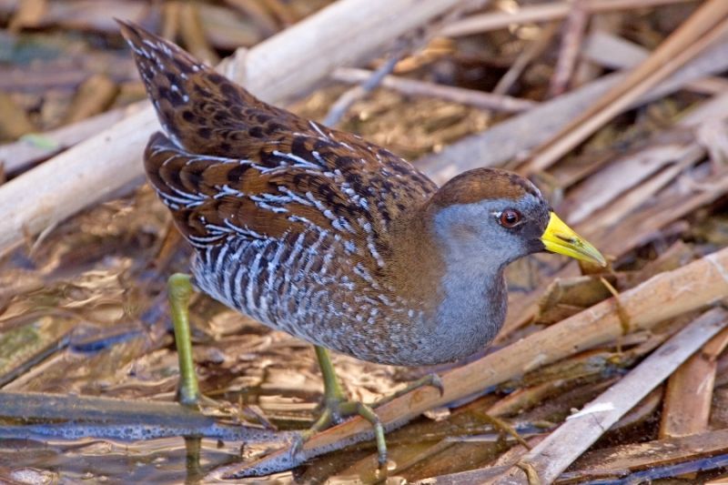 Fil:Sora (Porzana carolina).jpg