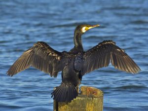 Phalacrocorax carbo02.jpg
