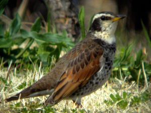 Turdus eunomus 1.jpg