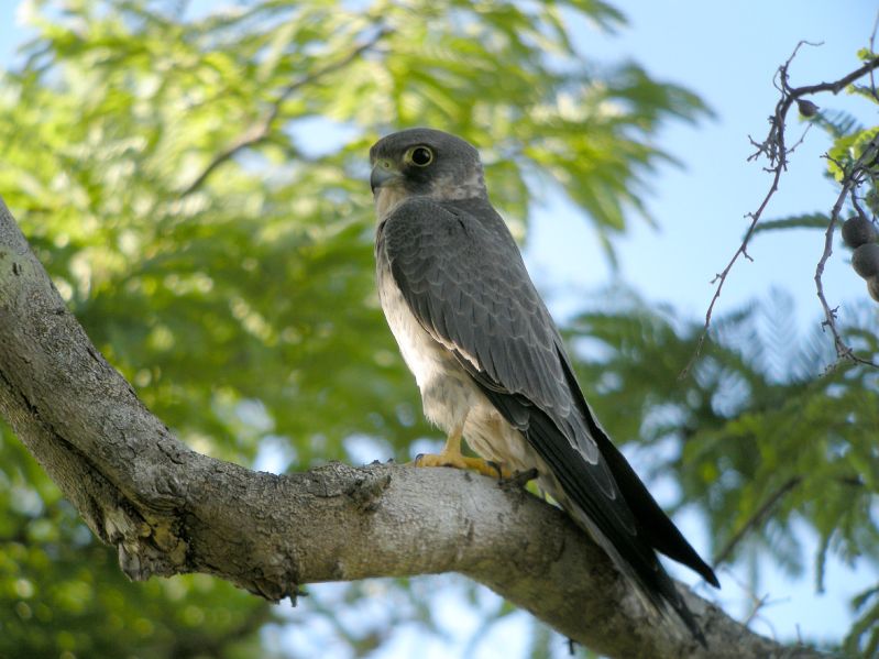 Fil:Sooty Falcon, Allée des Baobabs near Morondava, Madagascar.jpg
