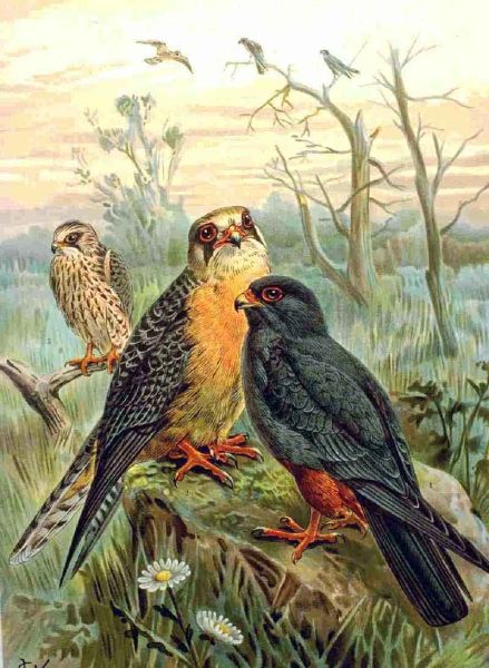 Fil:Falco vespertinus NAUMANN.jpg