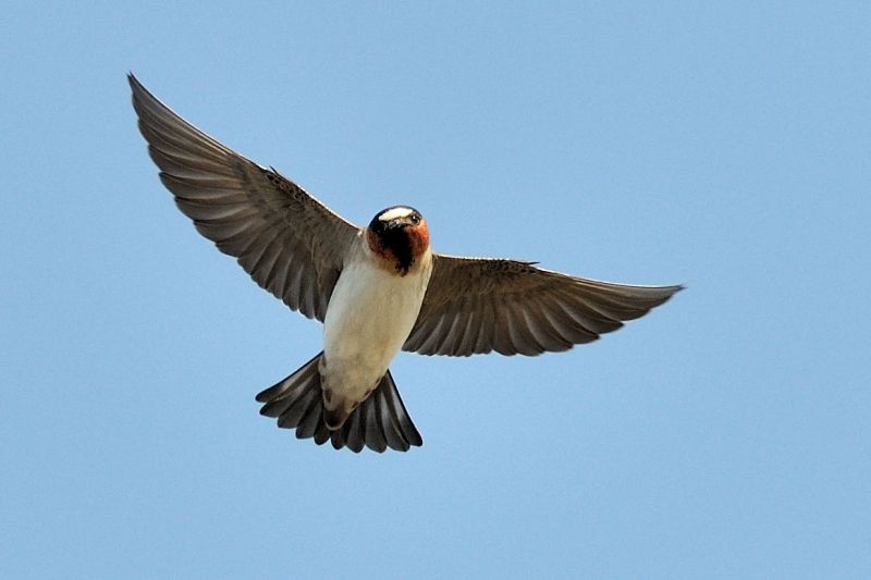 Fil:Petrochelidon pyrrhonota -flight -Palo Alto Baylands-8.jpg