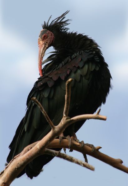 Fil:Waldrapp Geronticus eremita.jpg