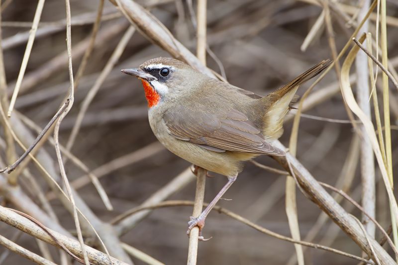 Fil:Luscinia calliope - Pak Chong 2.jpg