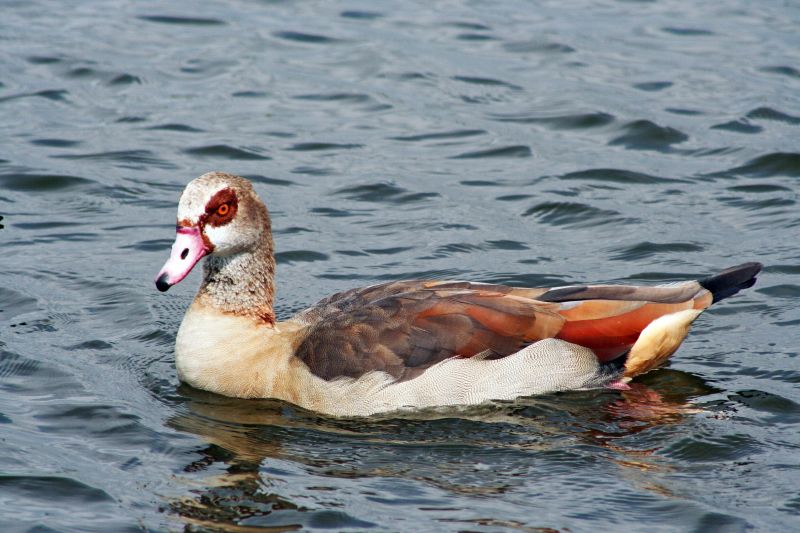 Fil:Alopochen aegyptiacus-01 (xndr).jpg